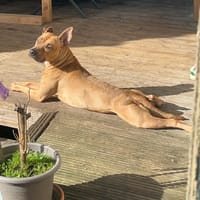 Maé - URGENCE, chienne à adopter