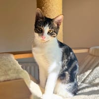 Aki, chatte à adopter