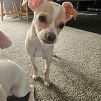 Ernie, dog to adopt