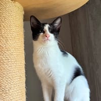 Allia, chatte à adopter