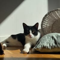 Ares, chat à adopter