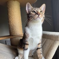 Aslan, chat à adopter