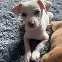 Hooper, dog to adopt