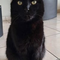 REGLISSE, chat à adopter