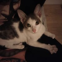 LOKI, chat à adopter