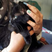 MYSTIC, chat à adopter