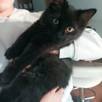 ABYSS, chat à adopter