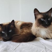 MOUMOUNEetBLANCO, chat à adopter
