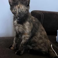 Klementyna, kotka do adopcji