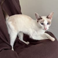 Noga, poezen ter adoptie