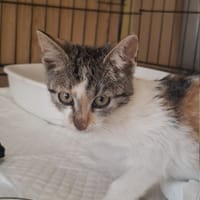 Veyra, kotka do adopcji