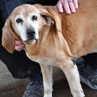Rei möchte sein Leben genießen, Hund zur Adoption