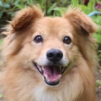 Rico - eine kleine Hundepersönlichkeit, Hund zur Adoption