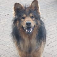 MISCHKA - ein Bild von einem Hund, Hund zur Adoption