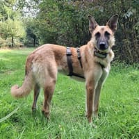 Ringo - sensibler Riese, Hund zur Adoption