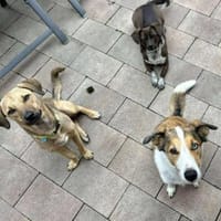 Nia - eine Treue Seele, Hündin zur Adoption
