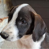Marty ein echter Herzensbrecher, Hund zur Adoption