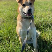 ein friedliebender Monty, Hund zur Adoption