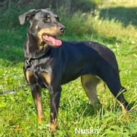 Nuska, unfassbar unkomplizierte Lady, Hündin zur Adoption