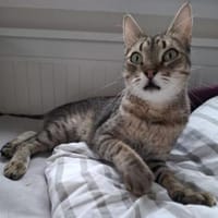 Cinto - einfach zum Verlieben 💗 Video, Kater zur Adoption