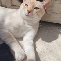 Adriano sucht Dich, Kater zur Adoption