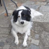 Junghündin Tara, Hündin zur Adoption