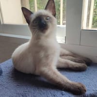 Mirta sucht Dich, Katze zur Adoption