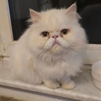 Perser Kater sucht neue Familie, Kater zur Adoption