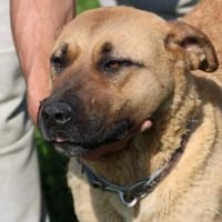 Leela - sanft u. zutraulich, Hündin zur Adoption