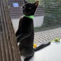 Marla & Marta Energie auf 8 Pfoten, Katze zur Adoption