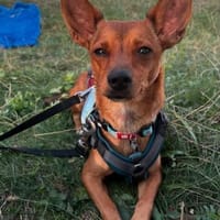 Leon - Kleiner Rüde auf PS in Tübingen, Hund zur Adoption