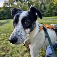 Flecki - junger Rüde sucht sein Zuhause, Hund zur Adoption
