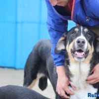 Matilda sucht ein liebevolles Zuhause, Hündin zur Adoption