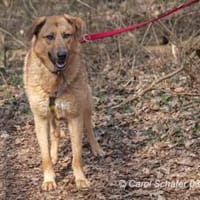 Larissa ist schüchtern und zurückhaltend, Hündin zur Adoption