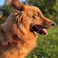 RUBBLE - wunderbarer, braver Schatz! 🥰, Hund zur Adoption