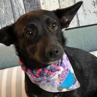 Olive sucht ein Zuhause, Hündin zur Adoption
