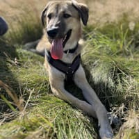 Miles - Junger Rüde sucht ein Zuhause, Hund zur Adoption