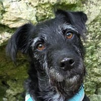 FELICITI - pfiffiges&süßes Hundemädel, Hündin zur Adoption