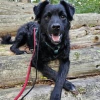 Blacky - junger unkomplizierter Rüde, Hund zur Adoption