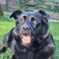 Stephanie- Verschmustes Gute-Laune-Paket, Hündin zur Adoption