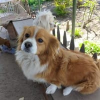 Freundlicher Teddy, Hund zur Adoption