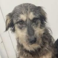 MAYA sucht Familie, Hündin zur Adoption