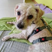 Batman, verspielt, menschenbezogen, Hund zur Adoption