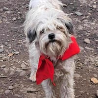 Flynn, Wuschel sucht Herzensmenschen, Hund zur Adoption