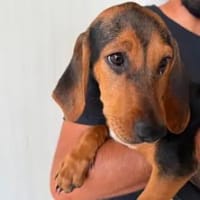 Zenia sucht ihr Glück, Hündin zur Adoption