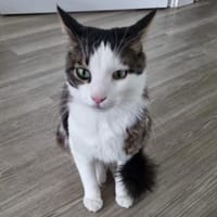 Titos aus dem Tierschutz, Kater zur Adoption