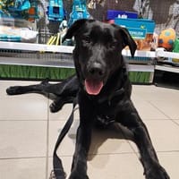 Junger -Zayco- - PS - 21441 Garstedt, Hund zur Adoption