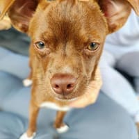 Jaxon in Berschweiler °, Hund zur Adoption