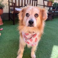 🤎 Opi Fridolin sucht ein Gnadenplätzche, Hund zur Adoption