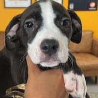 ARIA, chienne à adopter